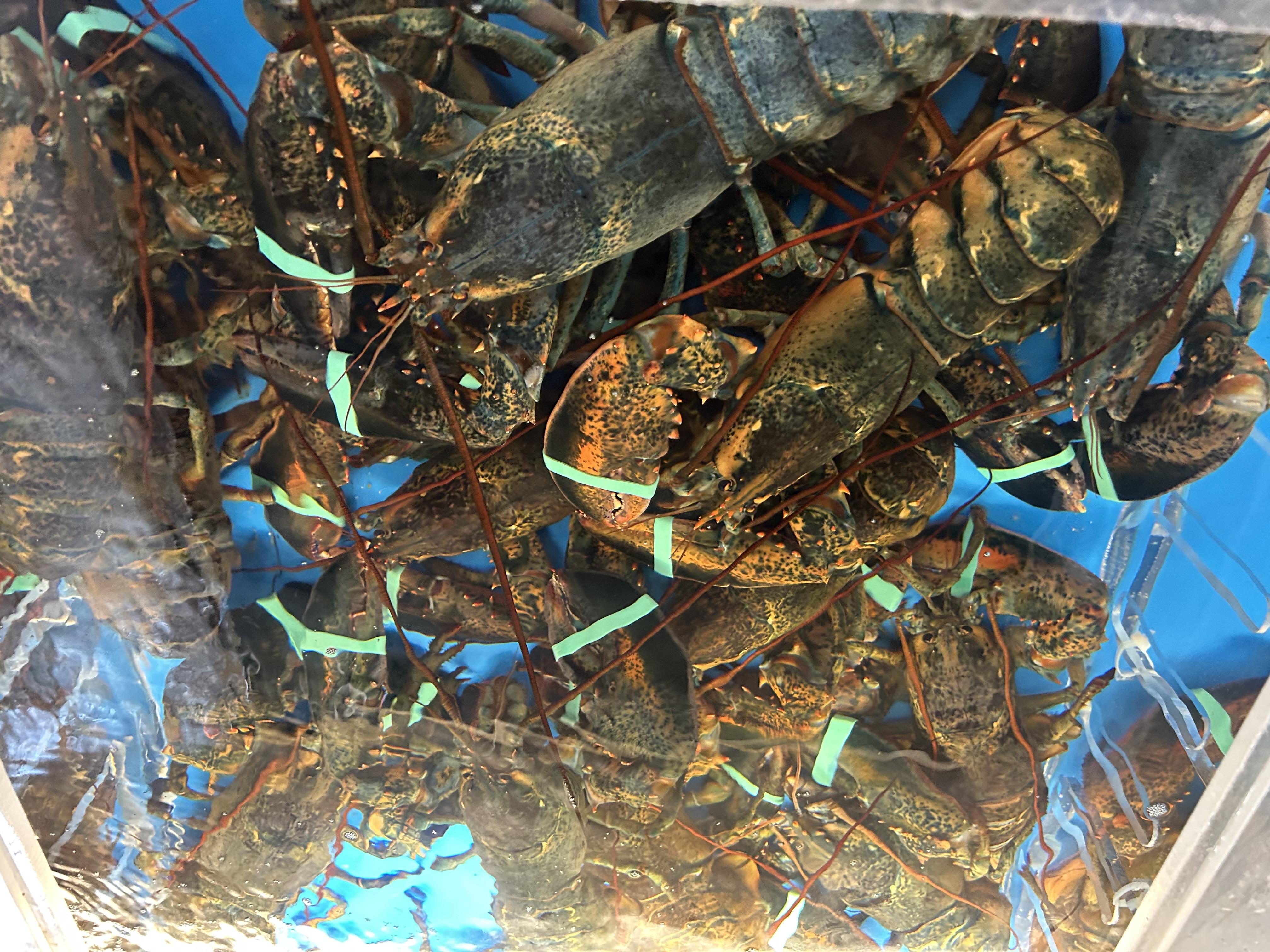 Fresh caught lobsters straight out of our traps right here in Wellfleet Ma.